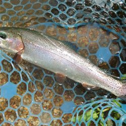 フィッシングパーク髙島の泉で数釣り